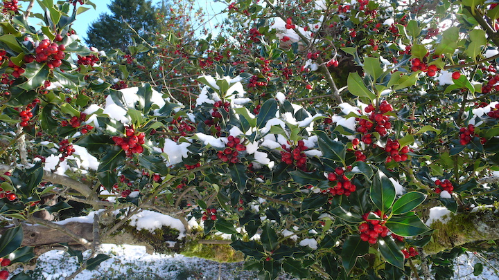 holly