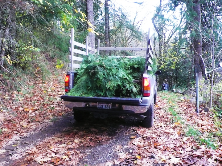 cedar boughs